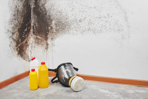 Mold Removal and Inspection in Pecan Acres, TX