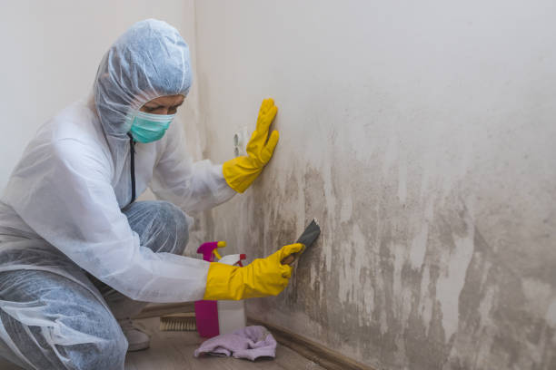 Best Attic Mold Removal  in Pecan Acres, TX