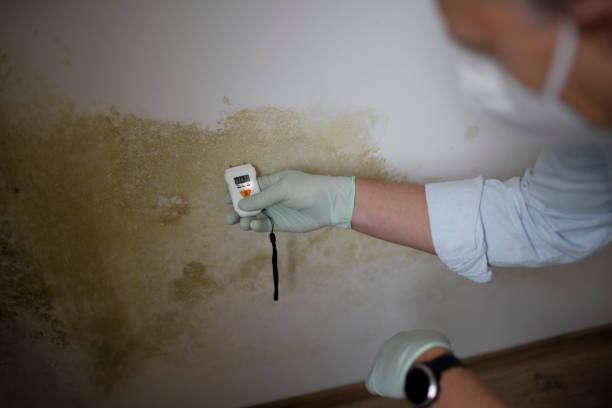 Best Office Mold Removal Services  in Pecan Acres, TX