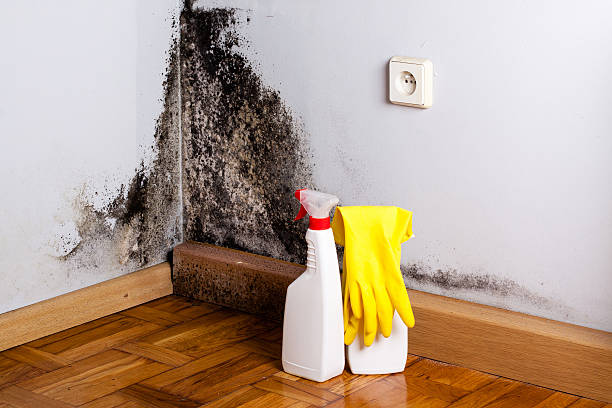 Best Toxic Mold Removal  in Pecan Acres, TX